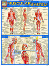 QuickStudy - Muscular System